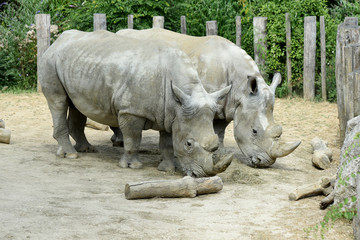 Naklejka premium rhinocéros