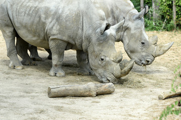 Naklejka premium rhinocéros