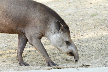 Fototapeta premium tapir