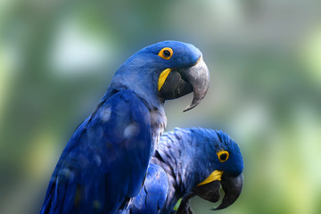 ara bleu