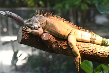 iguane