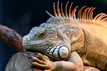 Fototapeta premium iguane