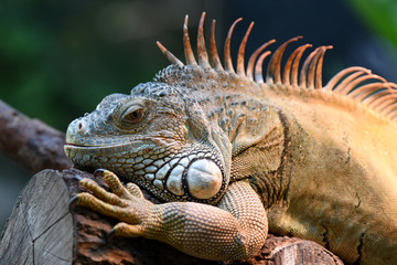iguane