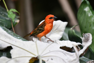 foudi rouge