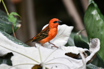 foudi rouge