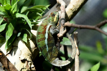 caméléon