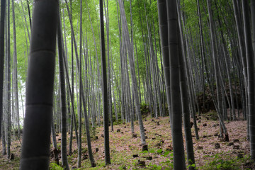 Bamboo forest-15