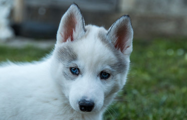 Obraz premium Oracle