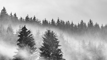Nebel im Schwarzwald - obrazy, fototapety, plakaty