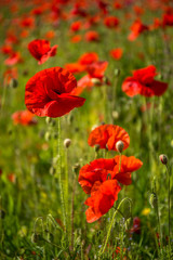 Red Poppies, Polly Joke, West Pentire, Cornwall