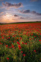 Fototapeta na wymiar Sunlight over Poppy, Polly Joke, West Pentire, Cornwall