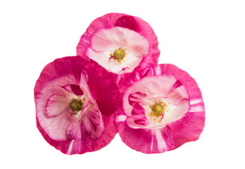 Obraz na płótnie Canvas beautiful poppy flowers isolated