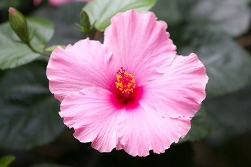 Chinesische Roseneibisch (Hibiscus rosa-sinensis)