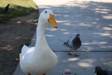 Fototapeta premium Duck