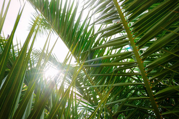 Palm branches opposite to the sun.