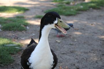 Duck