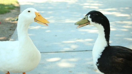 Duck