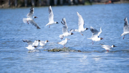Stormo di gabbiani sull'acqua