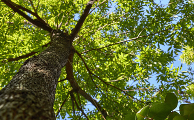 La belleza de un tronco de arbol
