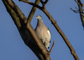 Wood pigeon on bare branches