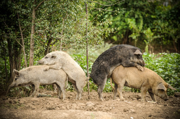 Fototapeta premium Young pigs have coupled against a background of green trees. The concept of breeding domestic swine.
