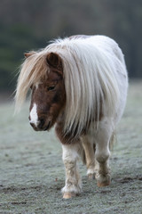 Shetland pony in a frosty field