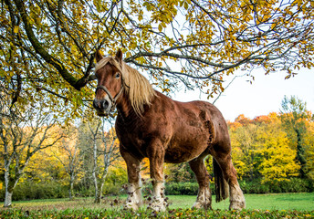 cheval ardennais