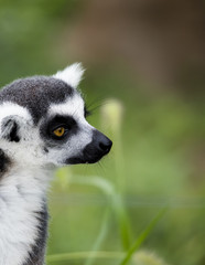 Ring-tailed Lemur