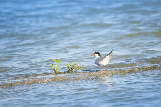 Starna sull'acqua