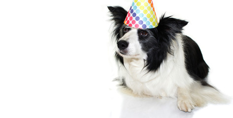 CUTE BORDER COLLIE DOG WEARING A COLORED POLKA PARTY HAT LYING DOWN AGAINST WHITE BACKGROUND ISOLATED WITH SAD EXPRESSION