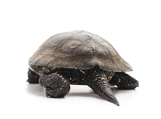 One beautiful turtle.