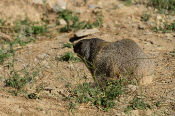 Marmot on Parc'Ours (Pyrenees)