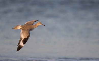 Willet( Tringa semipalmata) in fflight over the beach with sea in the background.