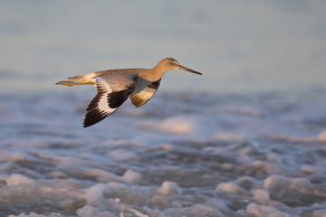 Willet( Tringa semipalmata) in fflight over the beach with sea in the background.