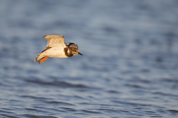 ruddy turnstone (Arenaria interpres) flying along the beach.