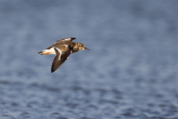 ruddy turnstone (Arenaria interpres) flying along the beach.