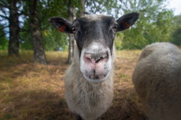 Close-up sheep face and grazing sheep