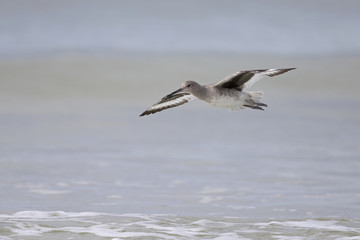 Willet( Tringa semipalmata) in fflight over the beach with sea in the background.
