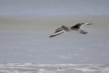 Willet( Tringa semipalmata) in flight over the beach with sea in the background.