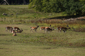 Wild lebende Rehe in Schweden, Region Skane