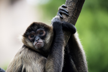 monkey