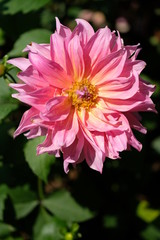 Close up huge pink flower with yellow pollen in midday light.Begonia blossom garden