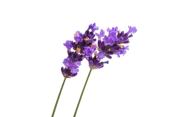 Obraz premium lavender flowers isolated