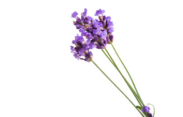 lavender flowers isolated