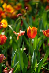 Red and yellow tulips under the bright spring sun with green leaves as background