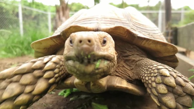 カメラに向かって来るケヅメリクガメ