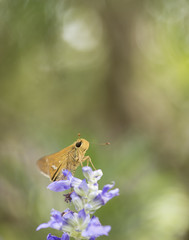 insect　flower
