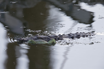 Rare footage of a big American crocodile (Crocodylus acutus) swimming with a green iguana in its...