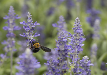 insect　flower