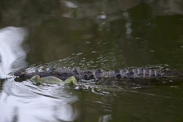 Fototapeta premium Rare footage of a big American crocodile (Crocodylus acutus) swimming with a green iguana in its mouth.